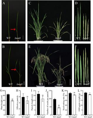Lesion mimic mutant 8 balances disease resistance and growth in rice